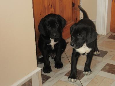 Labrador x Pointer puppies in Carlow